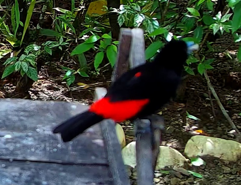 Flame-rumped Tanager