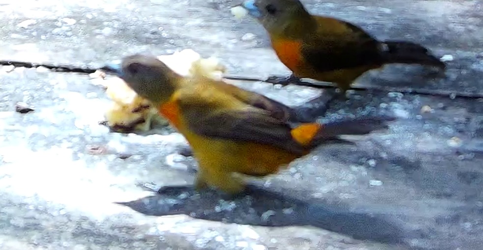 Flame-rumped Tanager