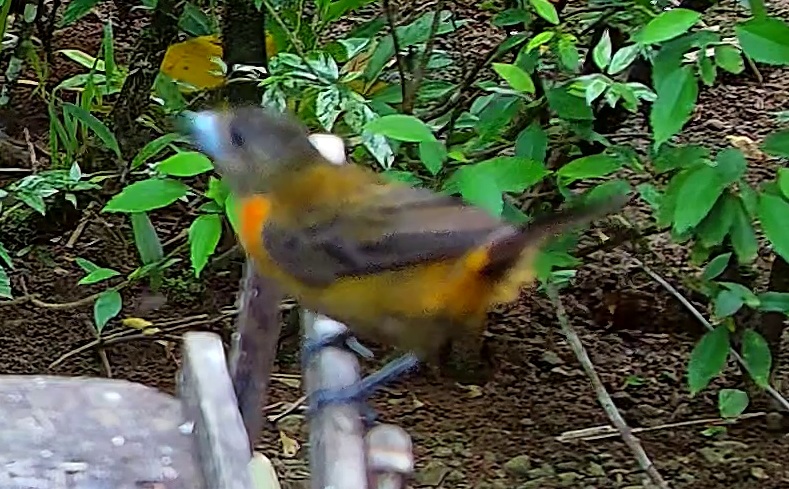 Passerini's Tanager