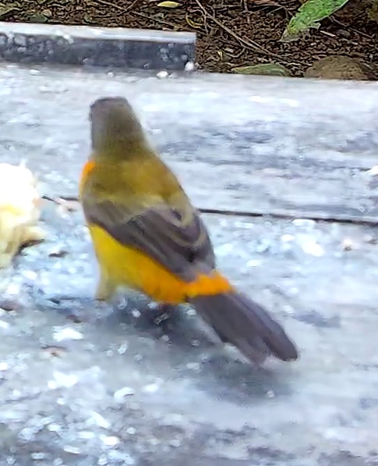 Flame-rumped Tanager