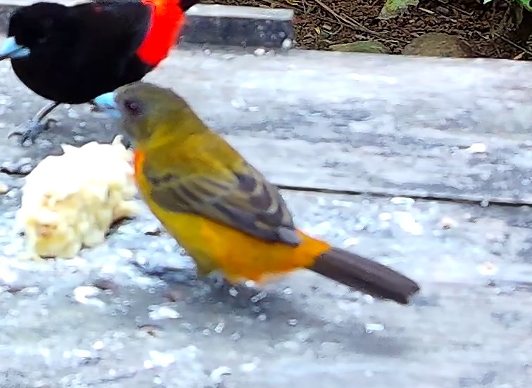 Cherrie's tanager