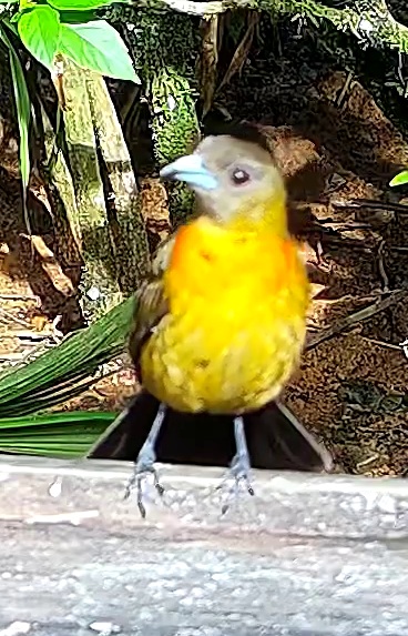 Flame-rumped Tanager