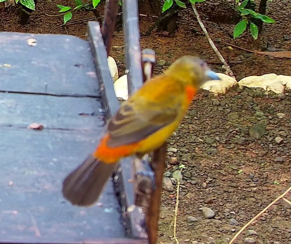 Flame-rumped Tanager