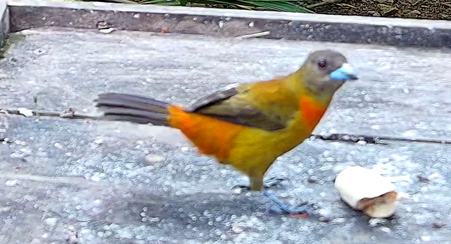 Flame-rumped Tanager