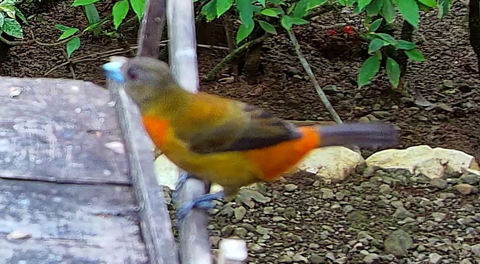 Cherrie's tanager