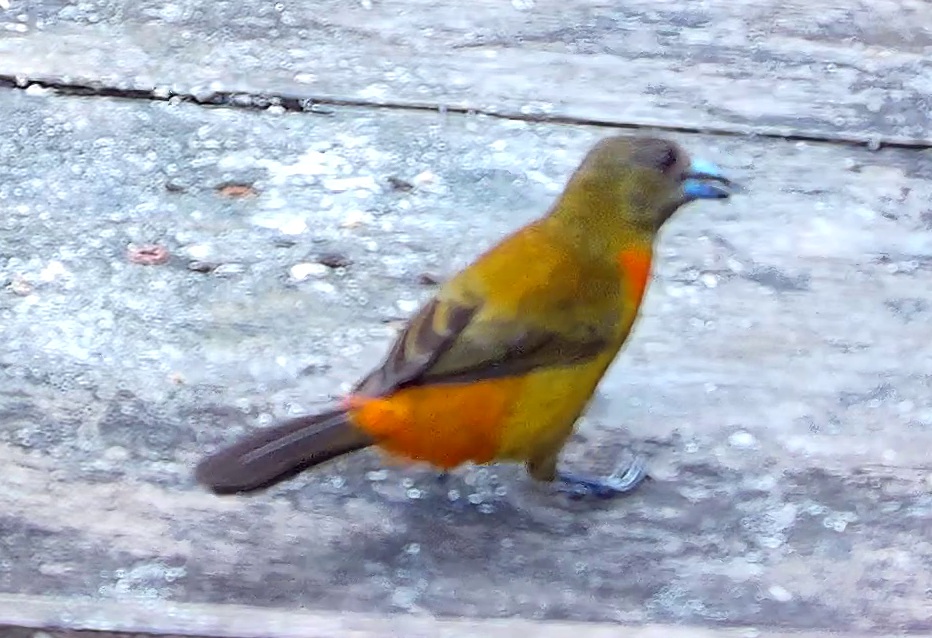 Flame-rumped Tanager