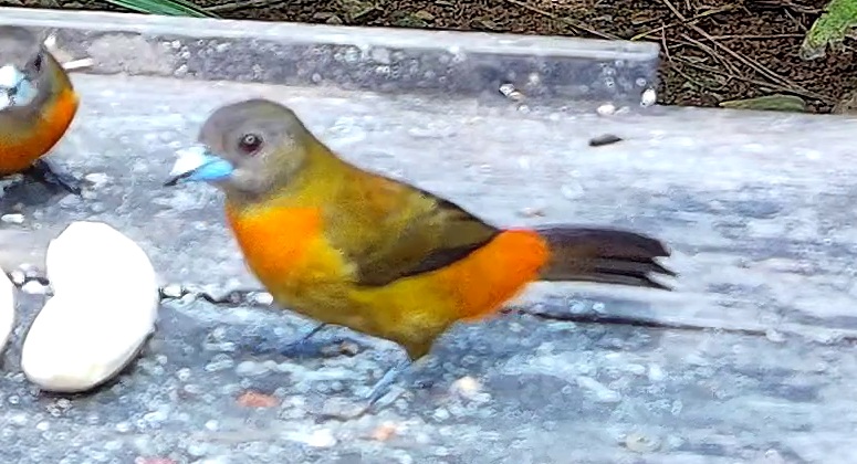Flame-rumped Tanager
