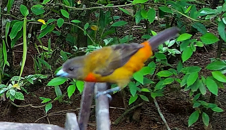 Orange-crested tanager