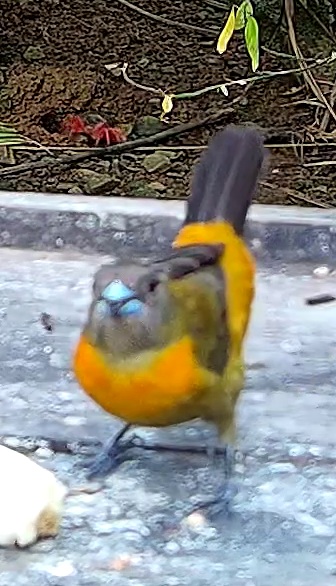 Olive-backed tanager