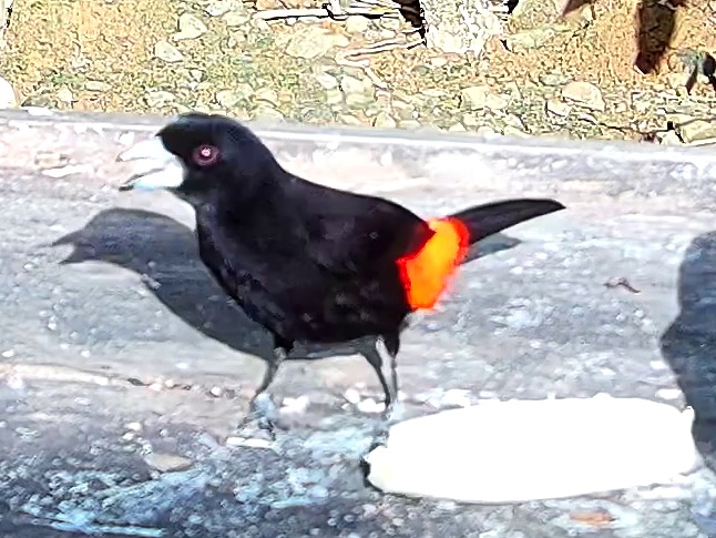 Scarlet-rumped Tanager