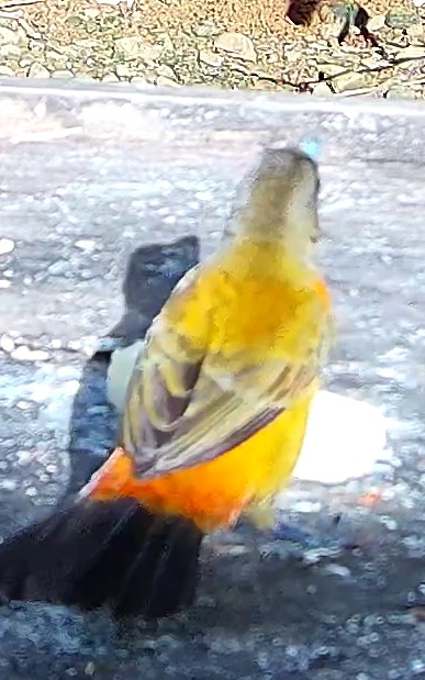 Flame-rumped Tanager