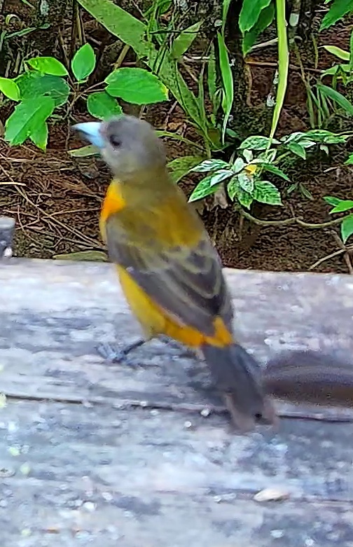 Flame-rumped Tanager