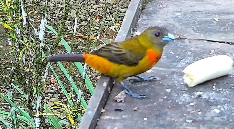 Flame-rumped Tanager