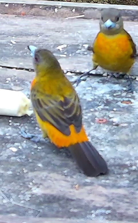 Flame-rumped Tanager