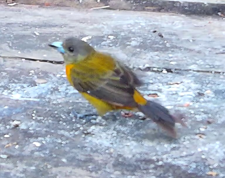 Flame-rumped Tanager