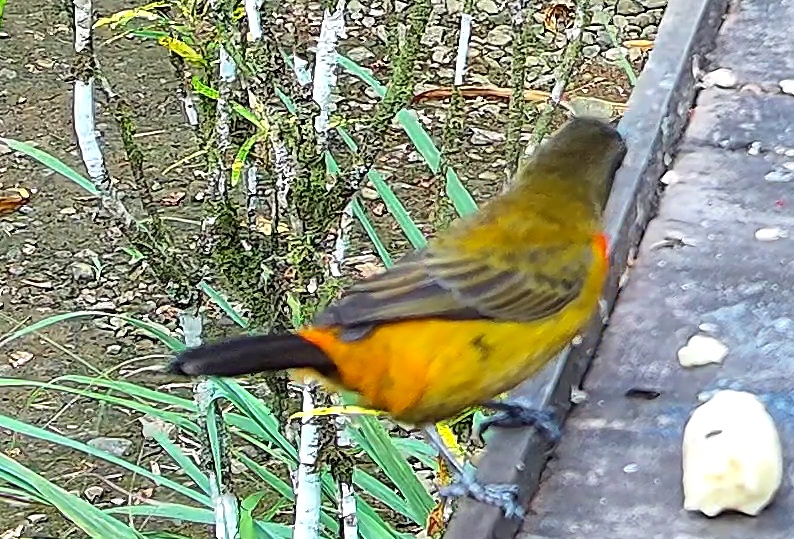 Flame-rumped Tanager
