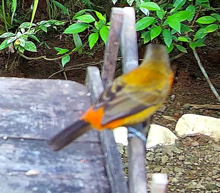 Tawny-crested tanager