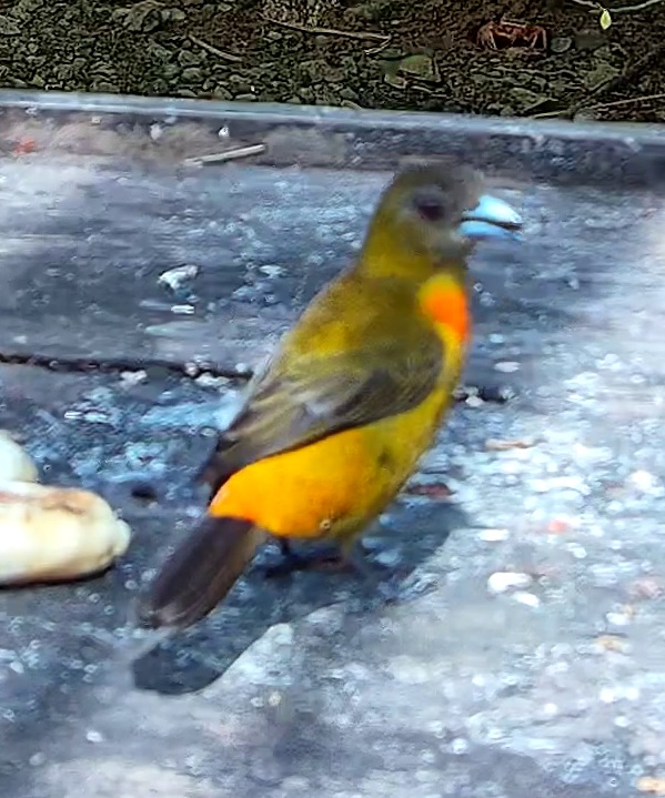 Flame-rumped Tanager