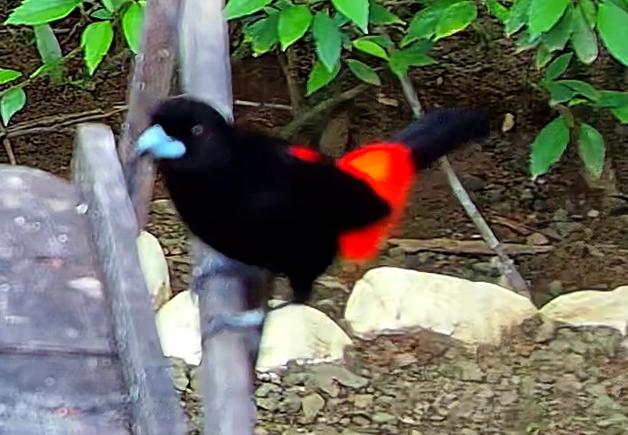 Scarlet-rumped Tanager