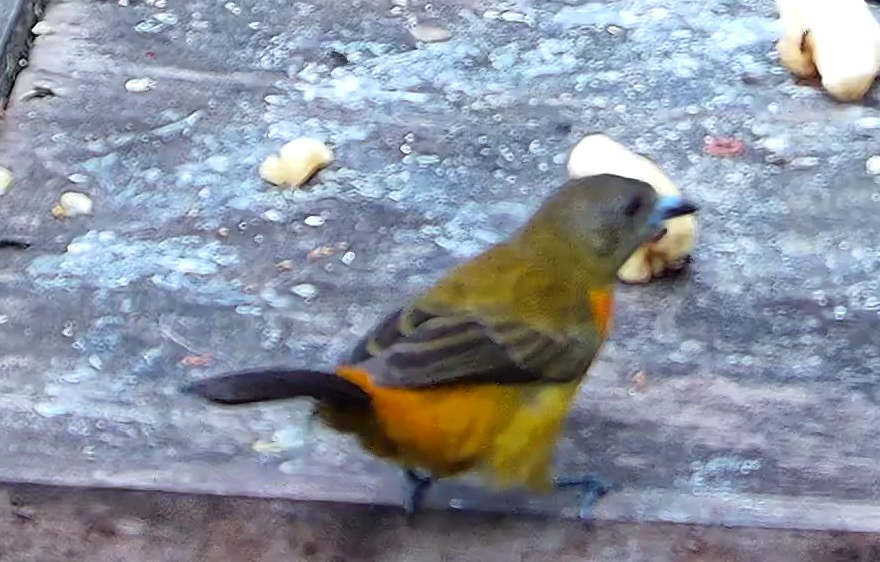 Flame-rumped Tanager