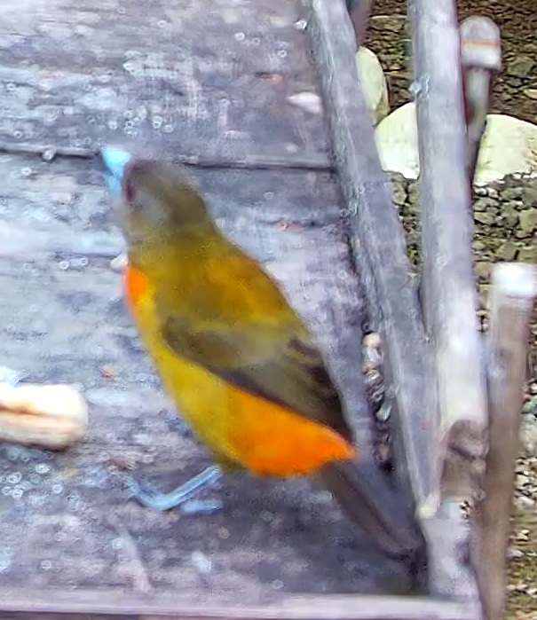 Crimson-backed Tanager