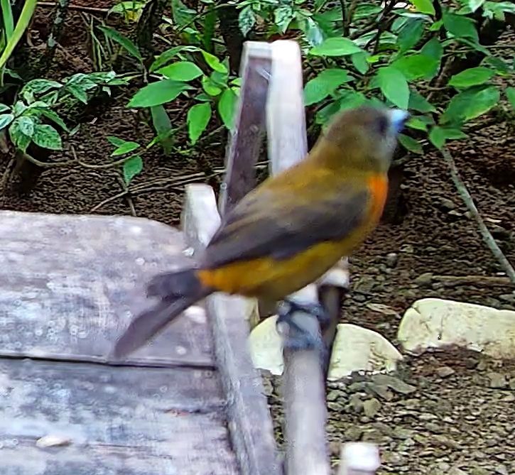 Flame-rumped Tanager