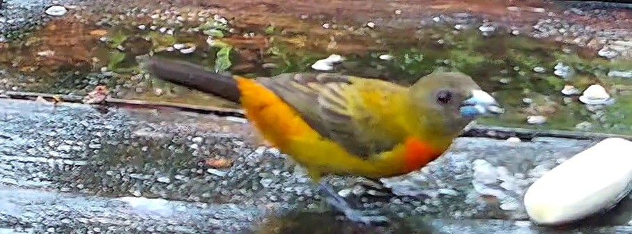 Flame-rumped Tanager
