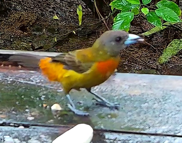 Flame-rumped Tanager