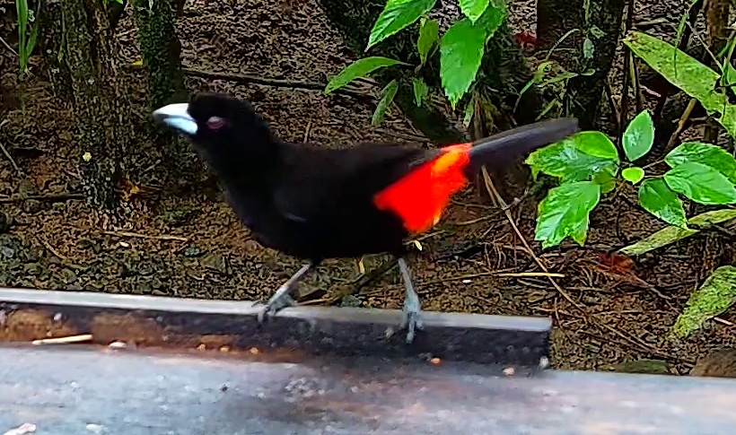 Scarlet-rumped Tanager