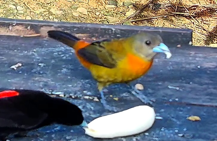 Flame-rumped Tanager