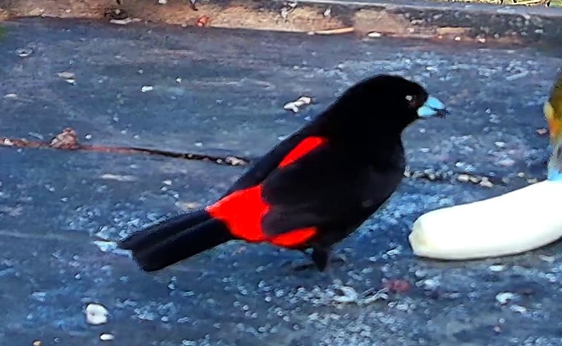 Cherrie's tanager