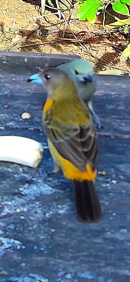 Flame-rumped Tanager