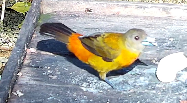 Flame-rumped Tanager