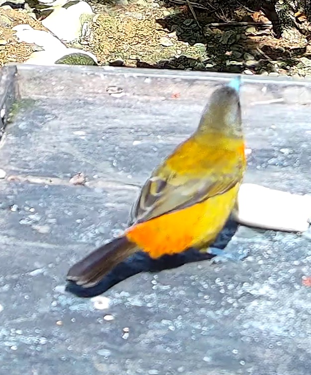 Flame-rumped Tanager