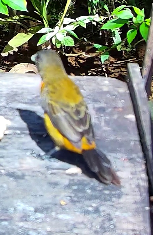 Scarlet-rumped Tanager