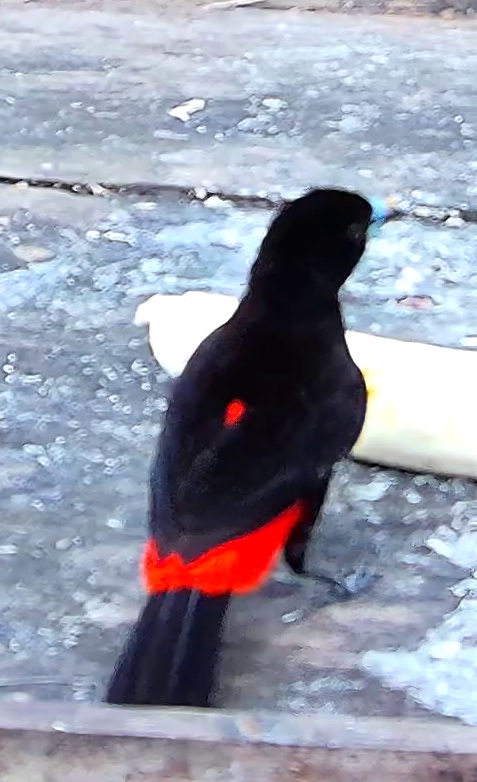 Flame-rumped Tanager
