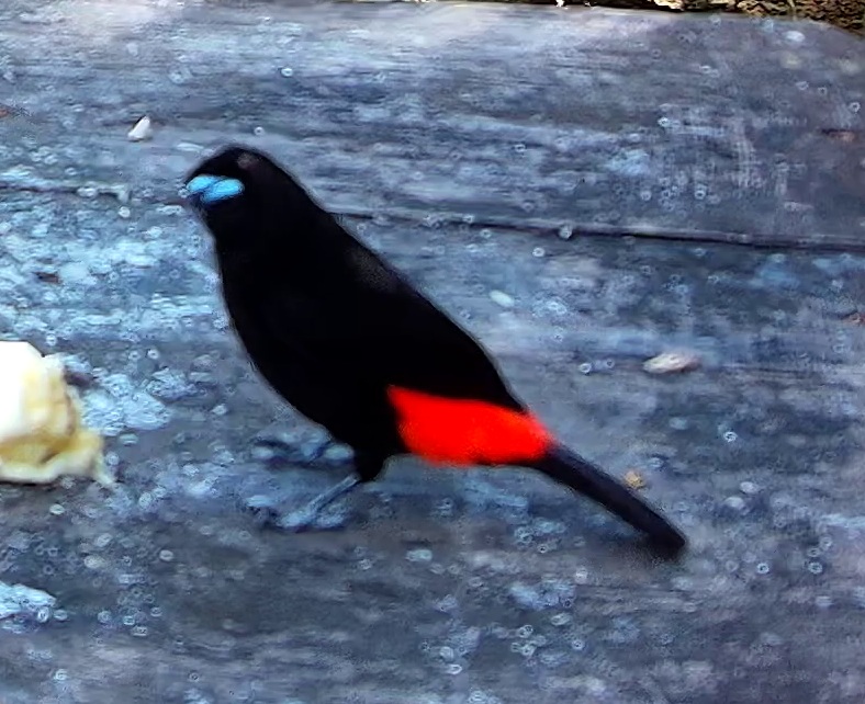 Scarlet-rumped Tanager