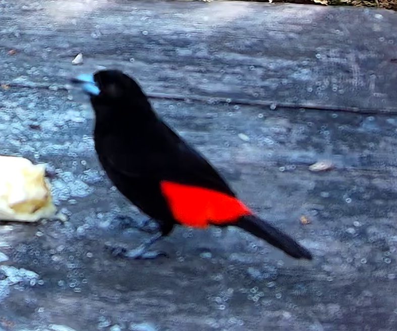 Scarlet-rumped Tanager