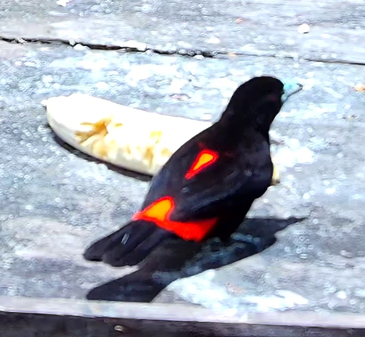 Scarlet-rumped Tanager