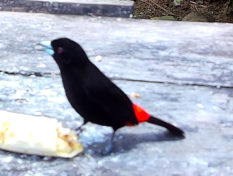 Flame-rumped Tanager