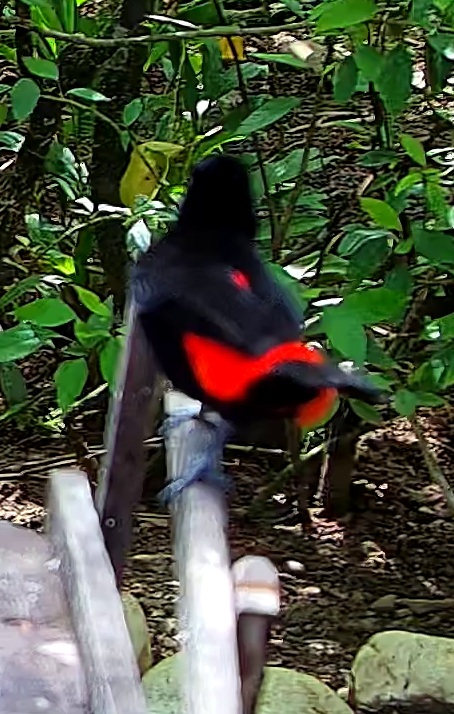 Crimson-backed Tanager