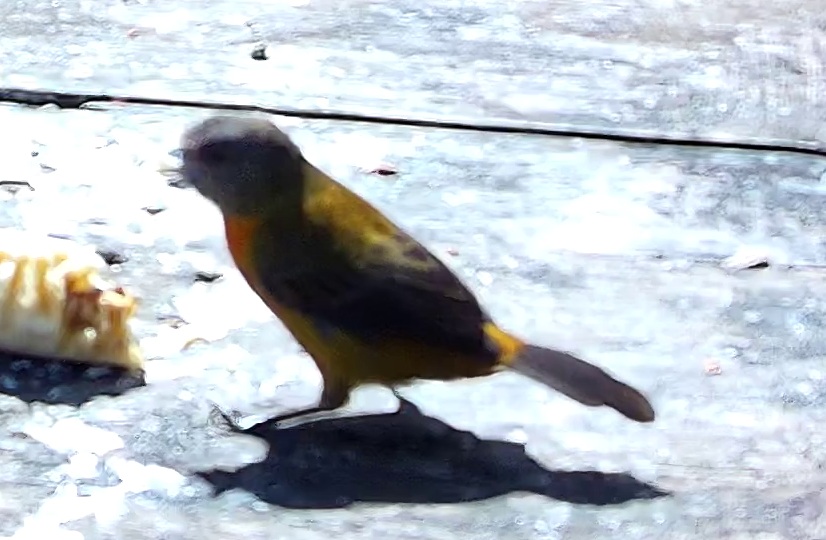 Passerini's Tanager