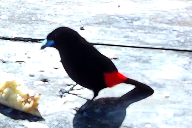 Flame-rumped Tanager