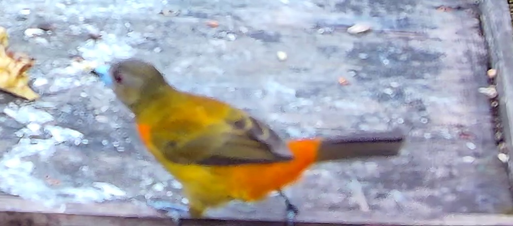 Flame-rumped Tanager