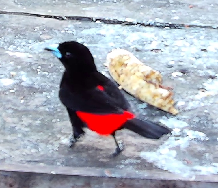 Crimson-backed Tanager