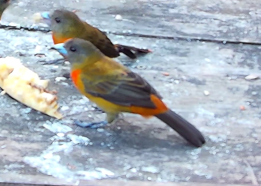 Flame-rumped Tanager