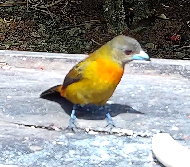 Flame-rumped Tanager