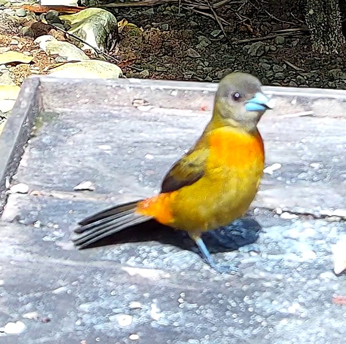 Flame-rumped Tanager