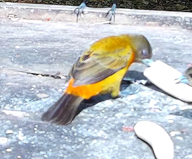 Palm tanager
