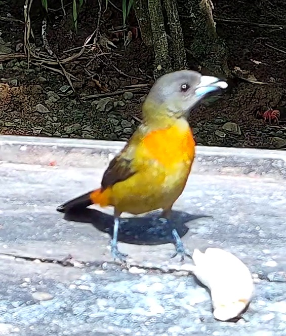Flame-rumped Tanager